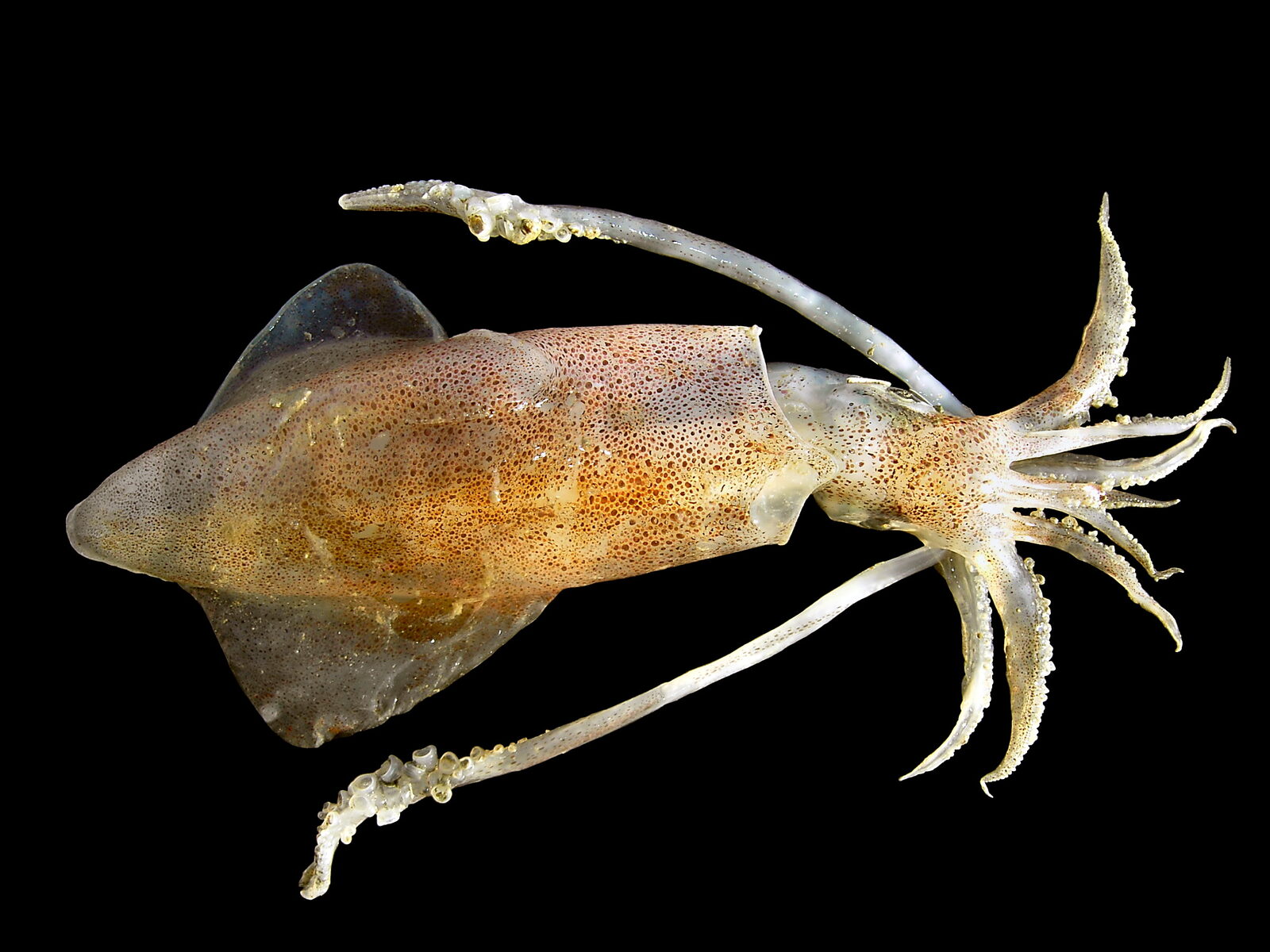 Live common squid (Loligo vulgaris) photographed aboard a research vessel; representative specimen, not a Croatian catch.