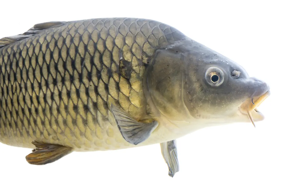 Whole adult common carp held horizontally at a U.S. fish hatchery; representative species photograph, not a Western Cape catch.