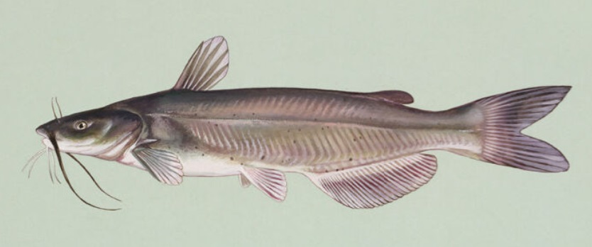 Scientific illustration of channel catfish, Ictalurus punctatus, by Duane Raver; complete fish with barbels and forked tail.