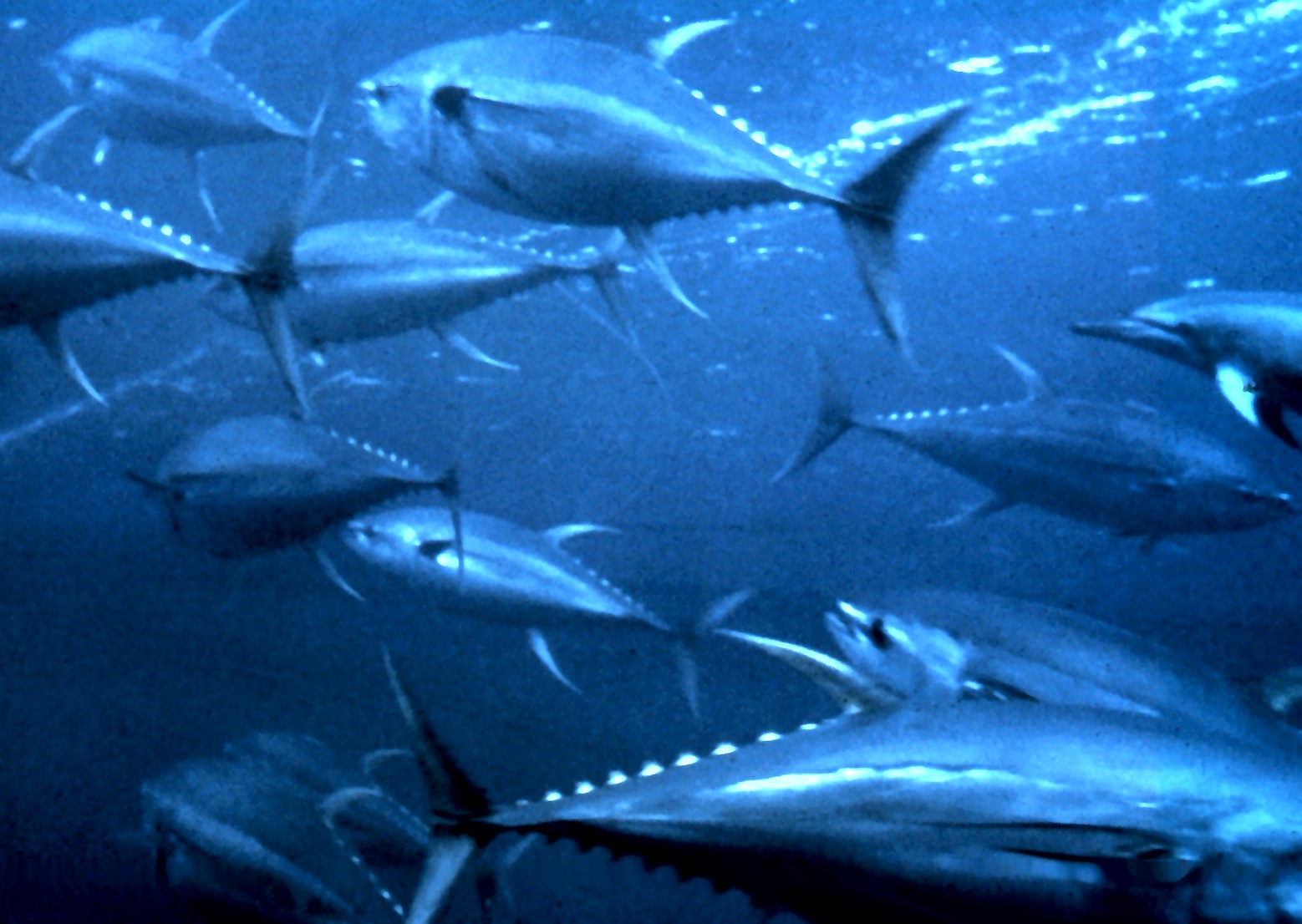 School of yellowfin tuna underwater, with a complete central fish, crescent tails and elongated rear fins; NOAA Gulf Stream photograph, not Los Cabos.